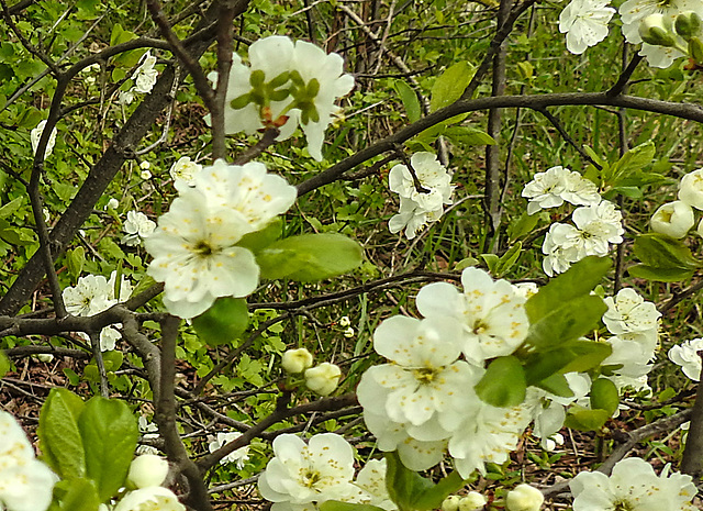 20230420 0047CPw [D~LIP] Mirabelle (Prunus x cerea), Bad Salzuflen