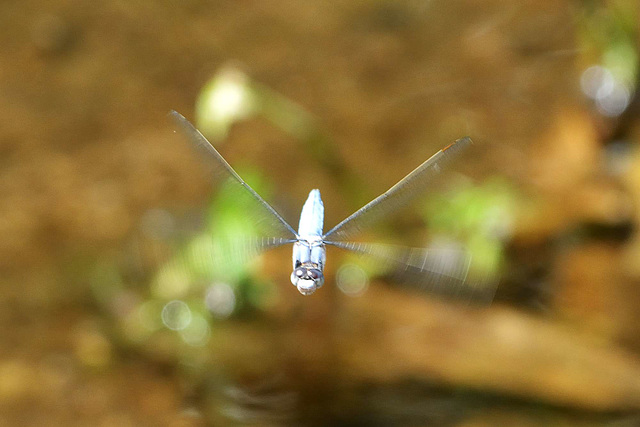 Southern Skimmer m in flight (Orthetrum brunneum)