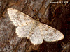 1877 Hydrelia sylvata (Waved Carpet)