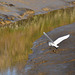 Flight Over The Creek (Little Egret)  Nov 2016