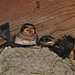 Barn Swallows