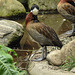 20170615 1928CPw [D~MS] Witwenpfeifgans (Dendrocygna viduata), Zoo Münster