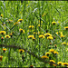 La colonie - Taraxacum officinalis - groupe "Pissenlits"