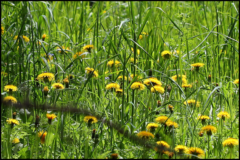 La colonie - Taraxacum officinalis - groupe "Pissenlits"