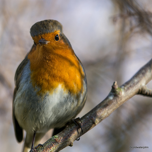 Waiting for his sunflower seeds