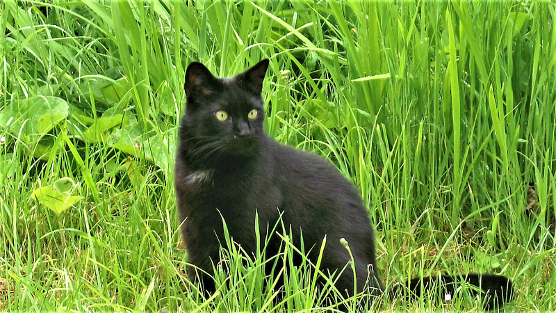 Pippin looking very handsome