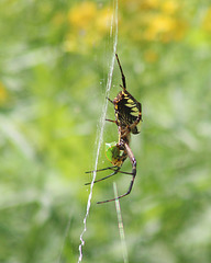 argiope et sa proie, probablement Stictocephala taurina