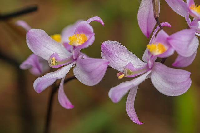 Calopogon multiflorus (Many-flowered Grass-pink orchid) showing pollinia