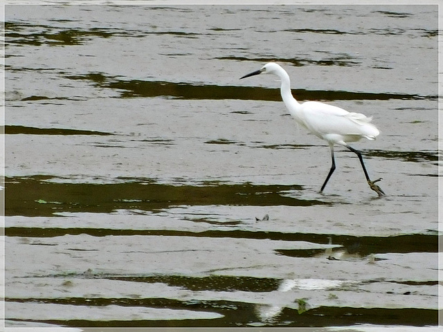 Aigrette au bord de Rance (22) avec note