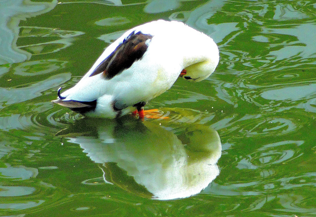 ... miroir mon beau miroir ...