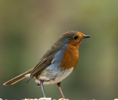 Robin3