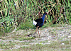 Pukeko at Matata