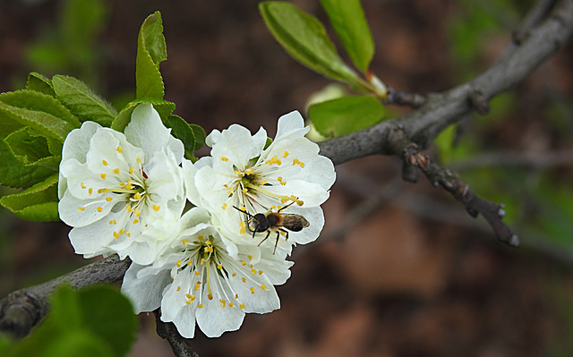 20230420 0048CPw [D~LIP] Mirabelle (Prunus x cerea), Insekt, Bad Salzuflen