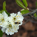 20230420 0048CPw [D~LIP] Mirabelle (Prunus x cerea), Insekt, Bad Salzuflen
