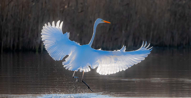 Great white egret