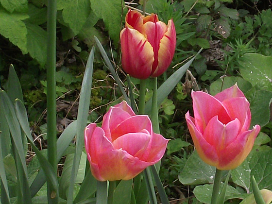 More of the three tulips together