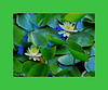 Nenúfares en verde