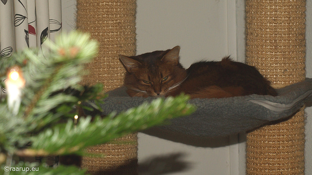 Caithlin in the hammock