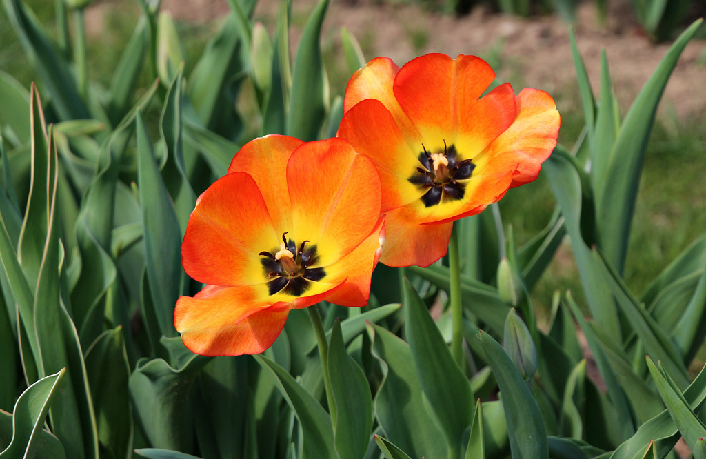 ...Tulpen-Saison eröffnet