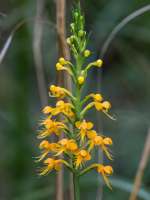 Platanthera cristata (Crested Fringed orchid)