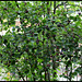 Amélanchier à feuilles ovales -Amelanchier ovalis