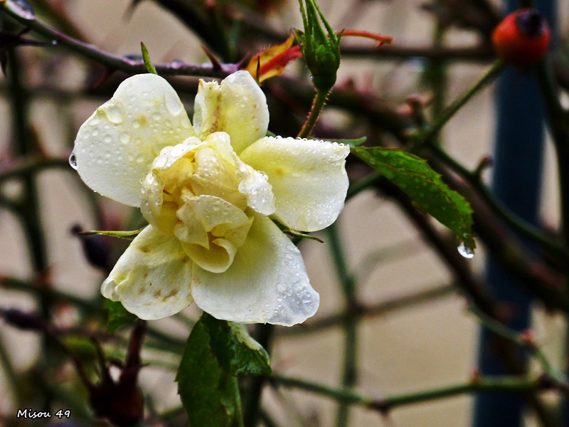 Dans mon jardin