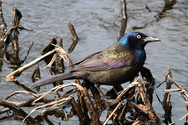 Common Grackle