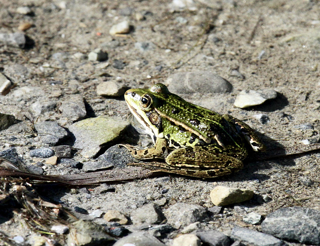Wasserfrosch