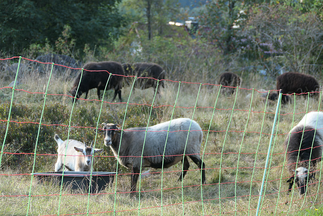 Where have all the chickens gone? (HFF!)