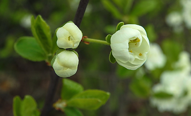 20230420 0049CPw [D~LIP] Mirabelle (Prunus x cerea), Bad Salzuflen