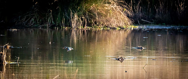 Kingfisher