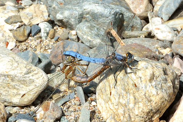 Southern Skimmer m + f in cop (Orthetrum brummeum) 02