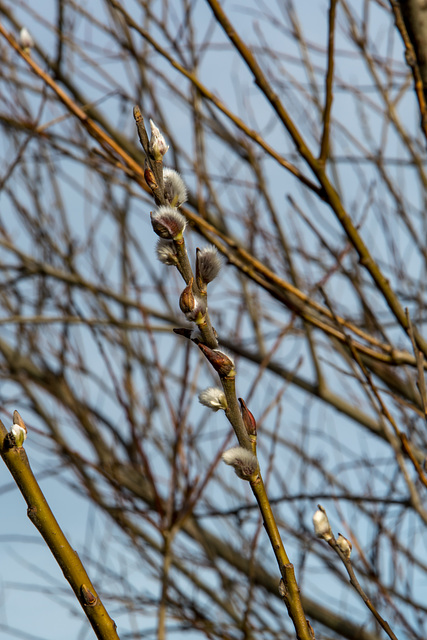 Die ersten Weidenkätzchen - Weide (Salix)