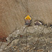 Barn Swallows