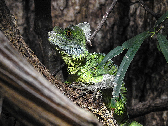 20170615 1938CPw [D~MS] Stirnlappenbasilisk, Zoo Münster