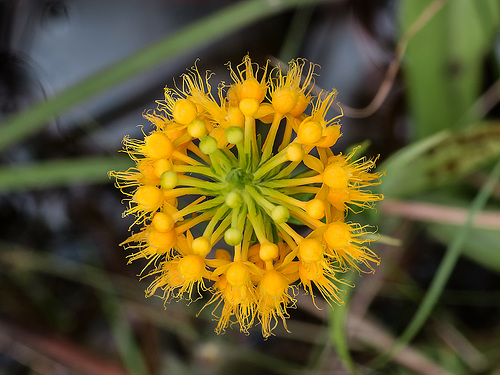 Platanthera cristata (Crested Fringed orchid)