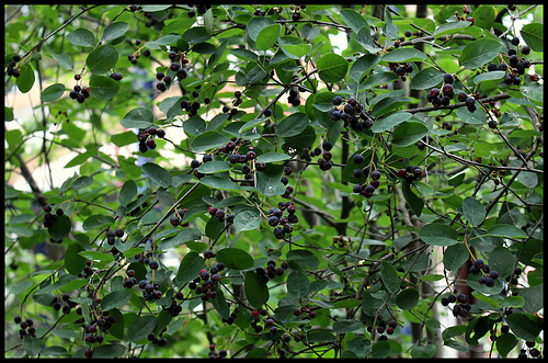 Amélanchier à feuilles ovales -Amelanchier ovalis