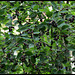 Amélanchier à feuilles ovales -Amelanchier ovalis