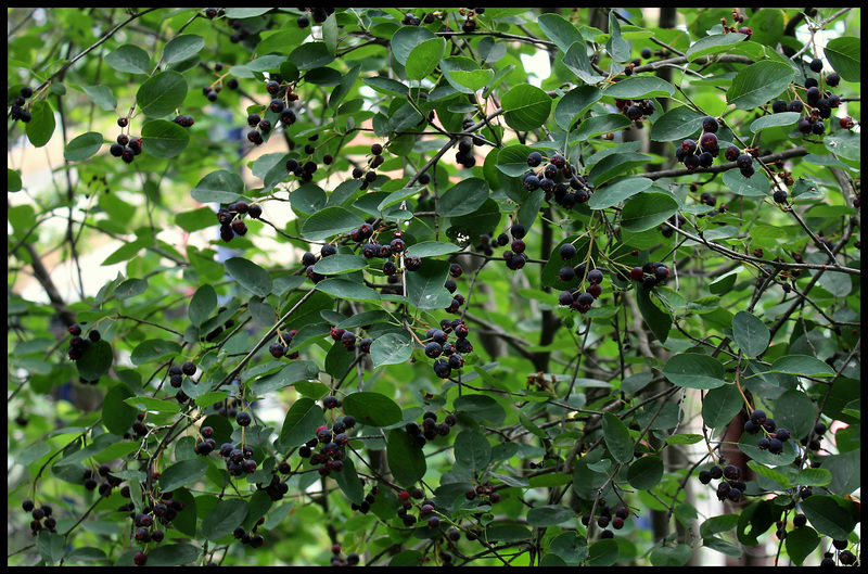 Amélanchier à feuilles ovales -Amelanchier ovalis