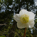 Christrose, Schneerose (Helleborus niger)