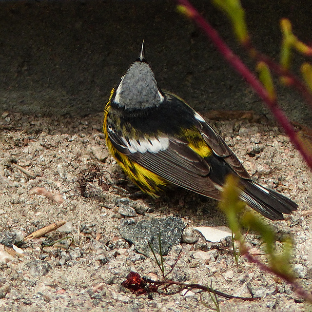 Day 10, Magnolia Warbler back view