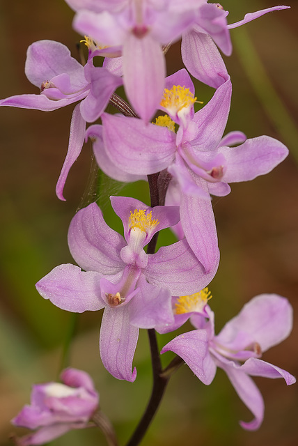 Calopogon multiflorus (Many-flowered Grass-pink orchid)