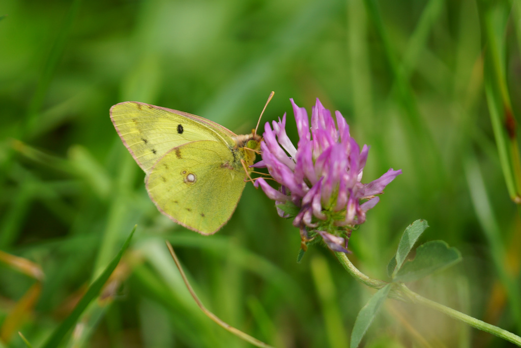 Colias hyale an Klee