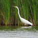 Great White Heron