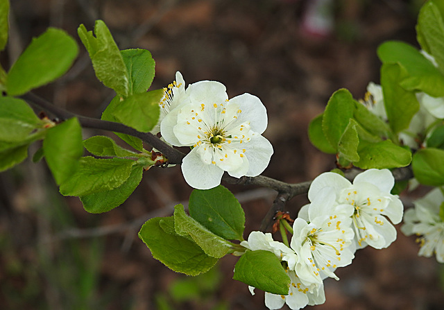 20230420 0050CPw [D~LIP] Mirabelle (Prunus cerasifera), [Kirschpflaume], Bad Salzuflen