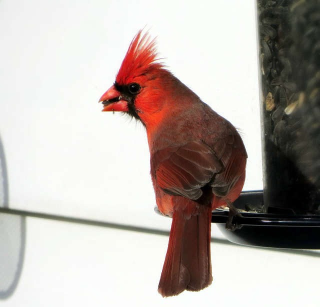 Cardinal, male