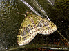 1883 Acasis viretata (Yellow-barred Brindle)