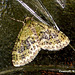 1883 Acasis viretata (Yellow-barred Brindle)