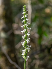 Spiranthes odorata (Fragrant Ladies'-tresses orchid)