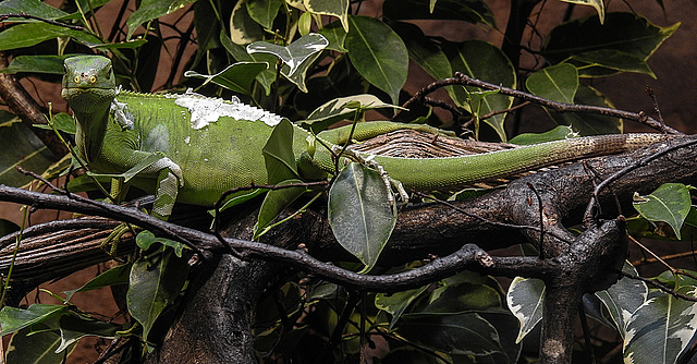 20170615 1939CPw [D~MS] Stirnlappenbasilisk, Zoo Münster